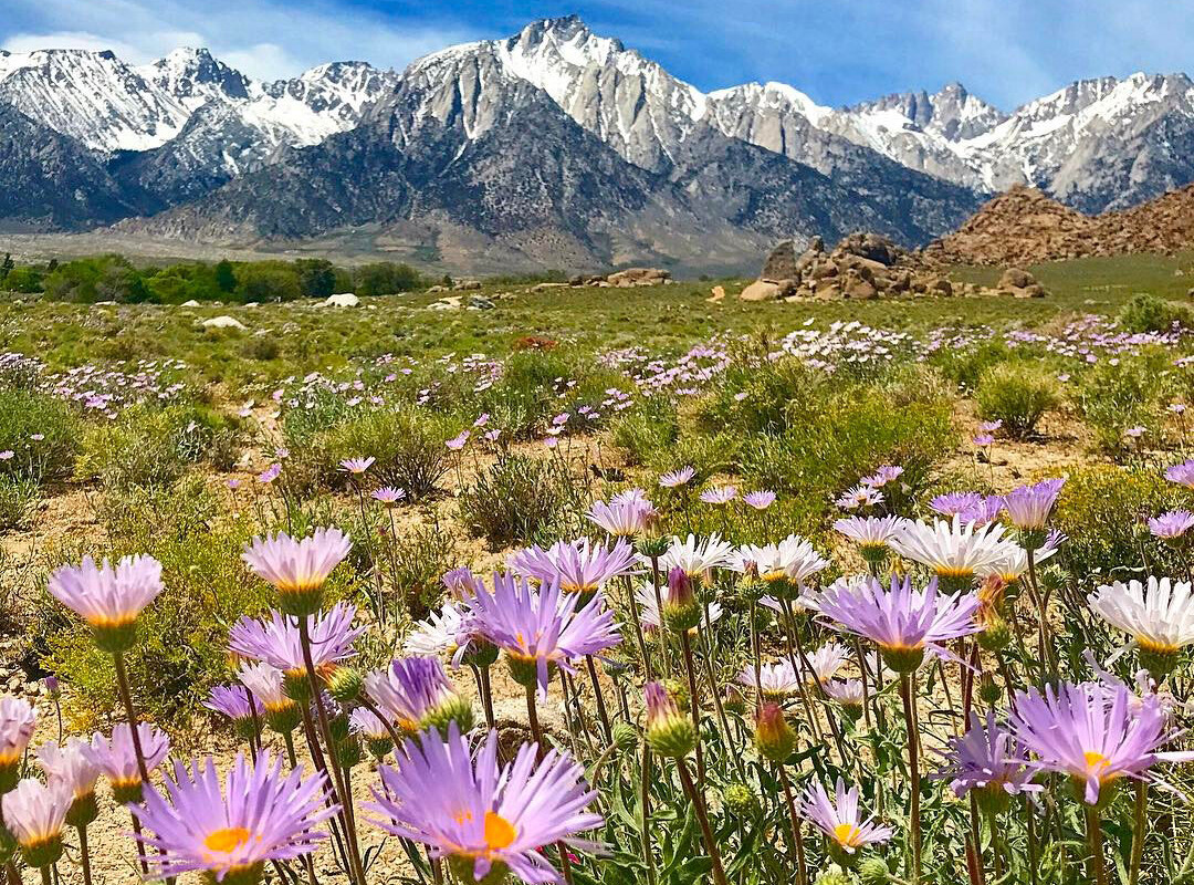 Field of purple wildflowers with a backdrop of snow-capped mountains under a blue sky near Bishop, California. visit bishop