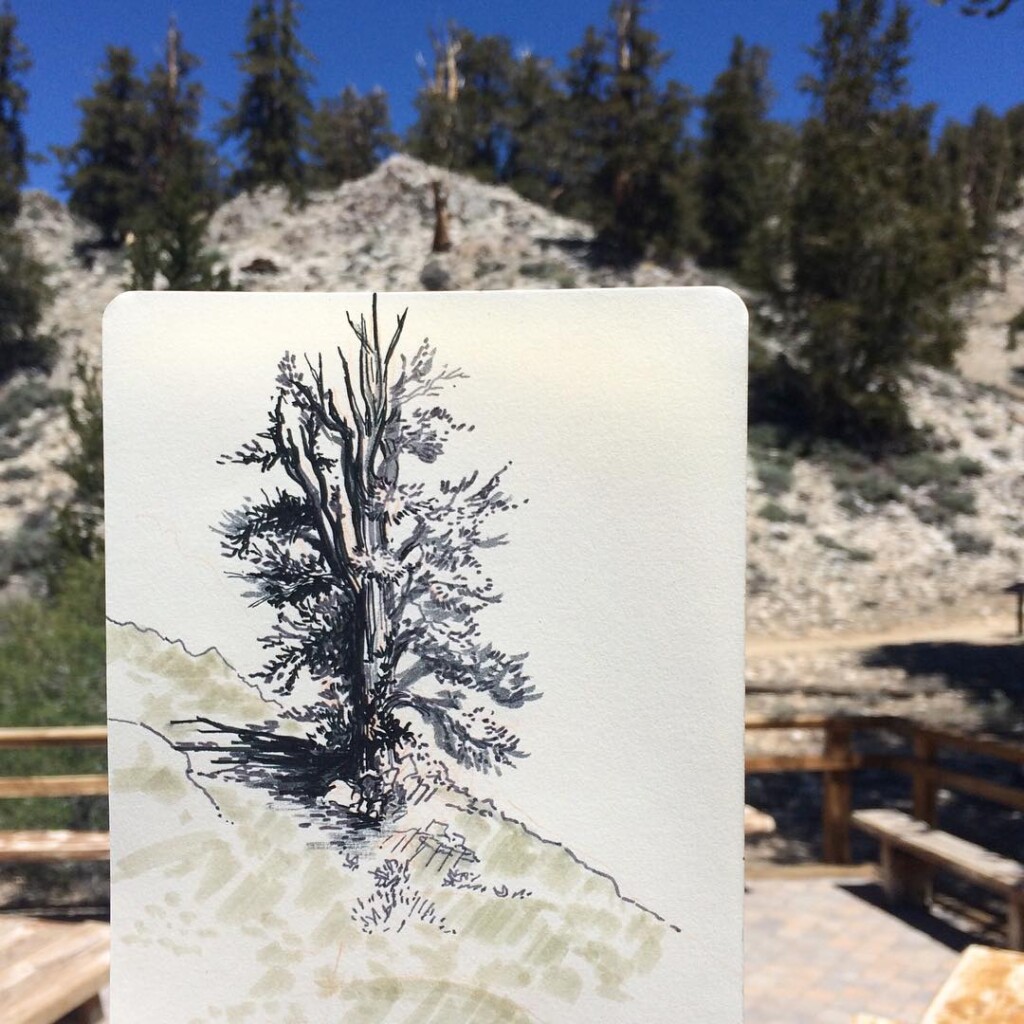 A hand holds a drawing of a tree, aligning it with the actual tree in the background against the rocky landscape of Bishop, California in the Eastern Sierra. visit bishop