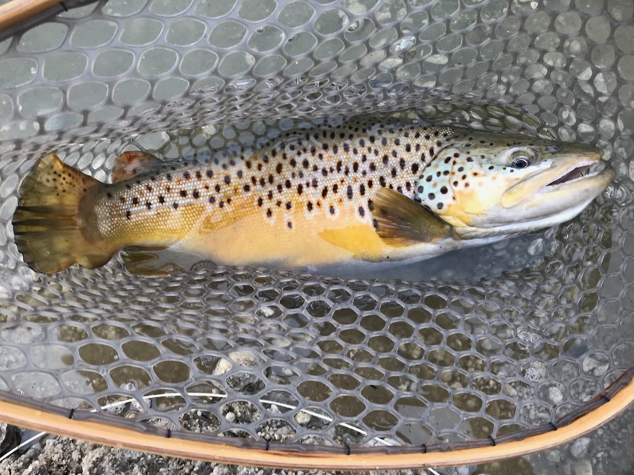 A large brown trout with vivid spots lies in a fishing net above water, caught in the pristine streams of Bishop, California. visit bishop