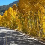 A scenic road lined with vibrant yellow trees under a clear blue sky during autumn in Bishop, California. visit bishop