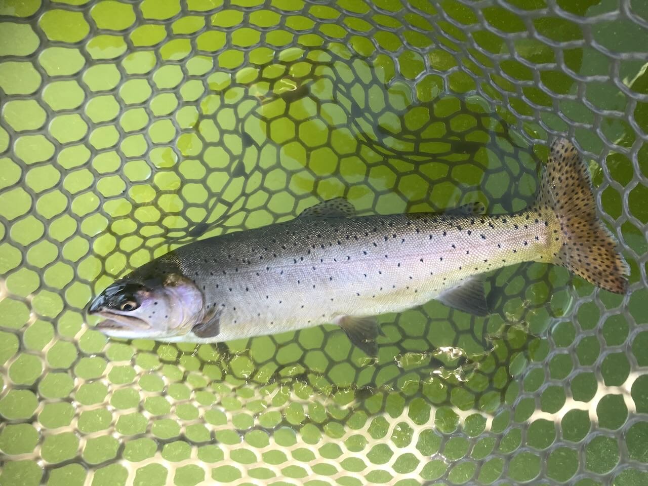 A fish with dark spots, caught in a net, rests on the greenish water surface. This serene scene captures the essence of fishing in Bishop, California, nestled within the Eastern Sierra's breathtaking landscapes. visit bishop