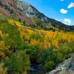 Fall colors along South Rd. in Bishop Creek Canyon