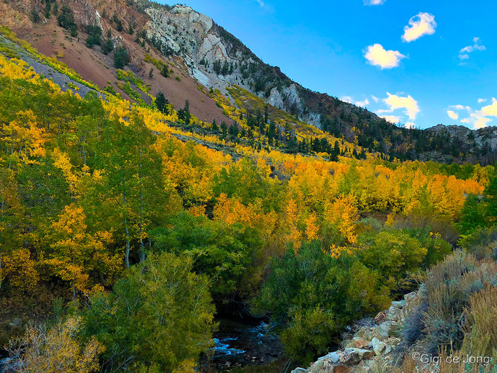 Fall colors along South Rd. in Bishop Creek Canyon