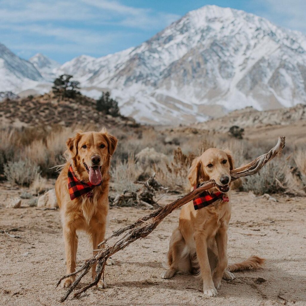 dog friendly bishop