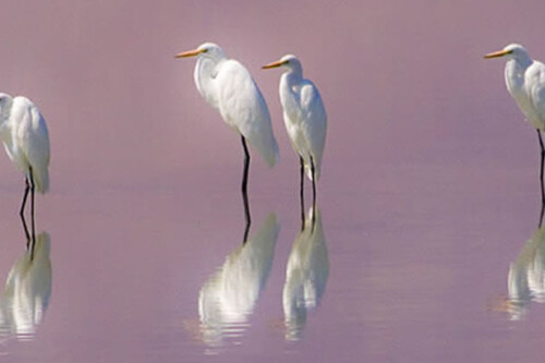 egrets-owens-lake-banner