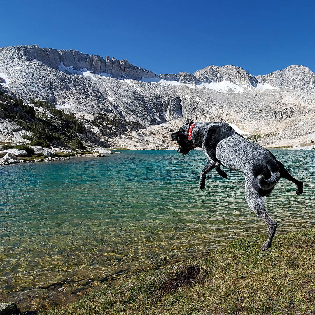 A dog leaps into a picturesque mountain lake with clear blue water and rocky peaks under the bright blue sky of Bishop, California in the Eastern Sierra. visit bishop