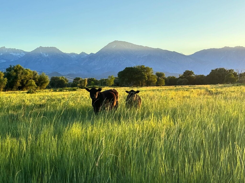 Two cows standing in a lush green field with the majestic mountains of Bishop, California in the background under a clear blue sky. visit bishop