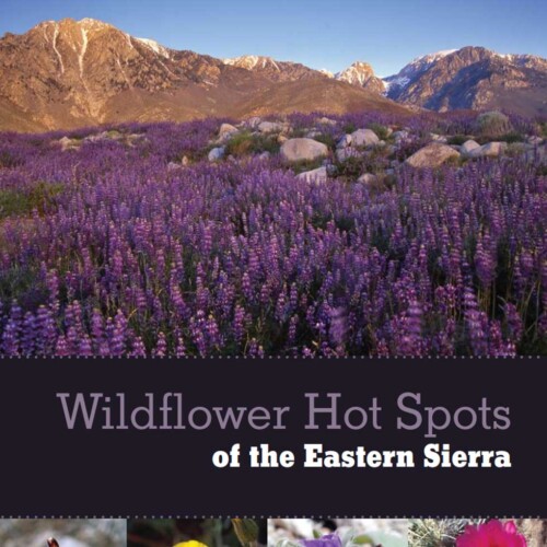 wildflower-hot-spots