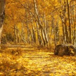 A forest path covered with golden autumn leaves, flanked by tall trees with yellow foliage, winds its way through the picturesque landscape near Bishop, California in the Eastern Sierra, with a large rock on one side. visit bishop
