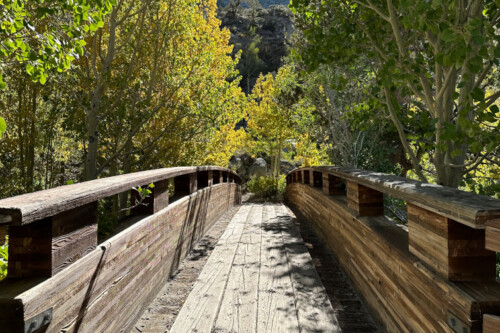 A wooden bridge leads through a lush, leafy forest in Bishop, California, guiding you toward a mountain under a clear, sunny sky in the Eastern Sierra. visit bishop