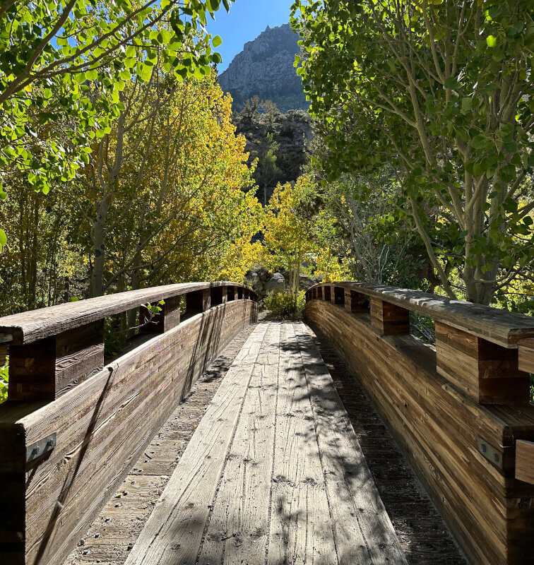 A wooden bridge leads through a lush, leafy forest in Bishop, California, guiding you toward a mountain under a clear, sunny sky in the Eastern Sierra. visit bishop