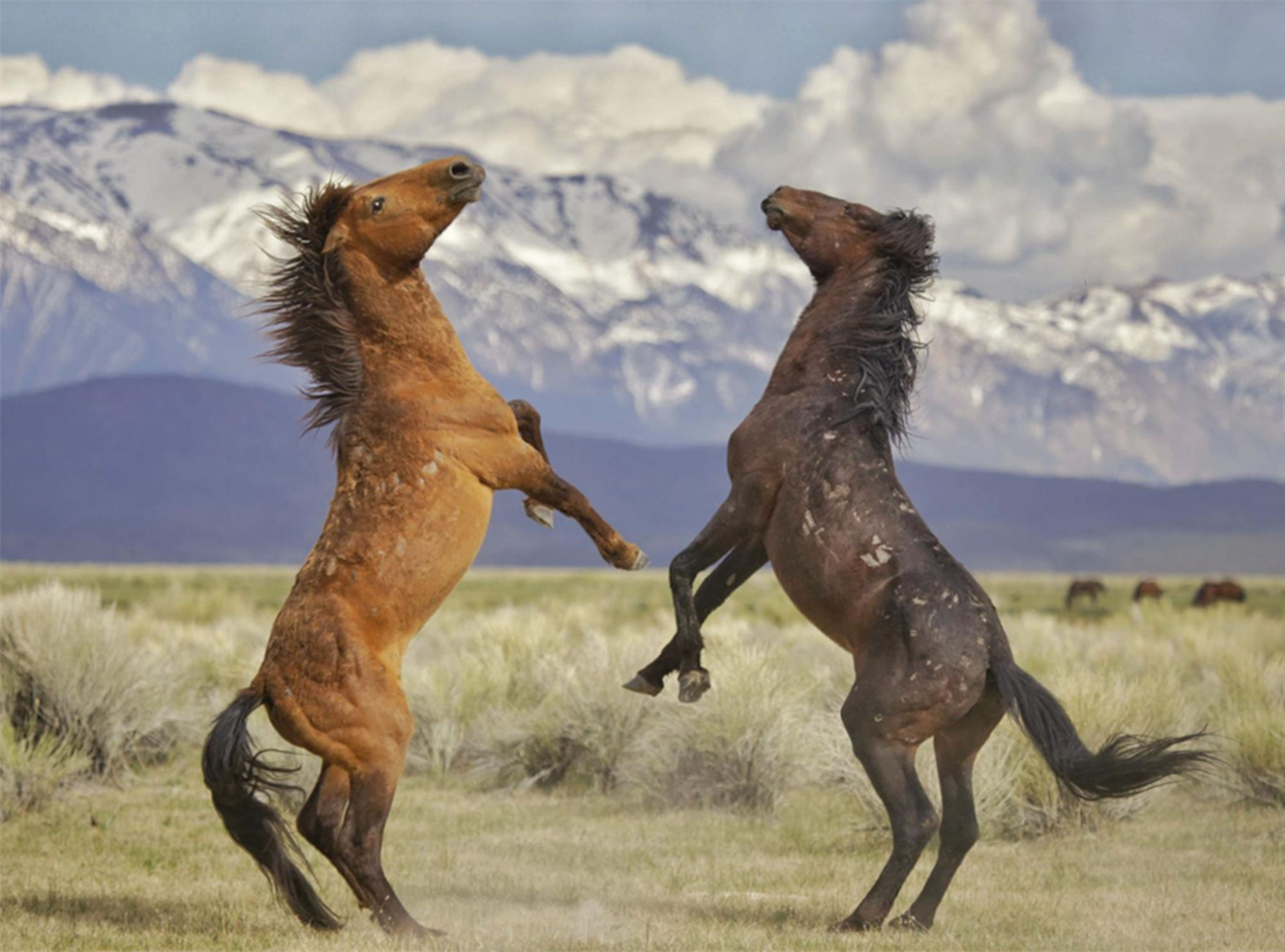 Two horses rearing up against each other on a grassy plain with snow-capped mountains in the background. visit bishop