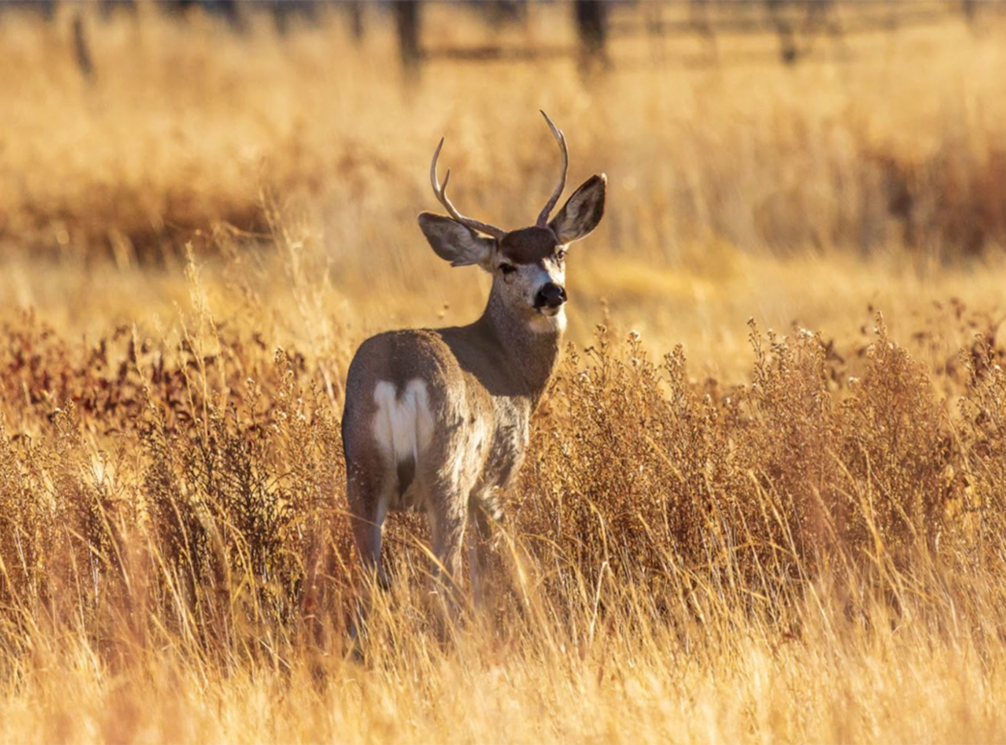 A deer with antlers stands in a golden field of tall grass, looking alertly into the distance. visit bishop