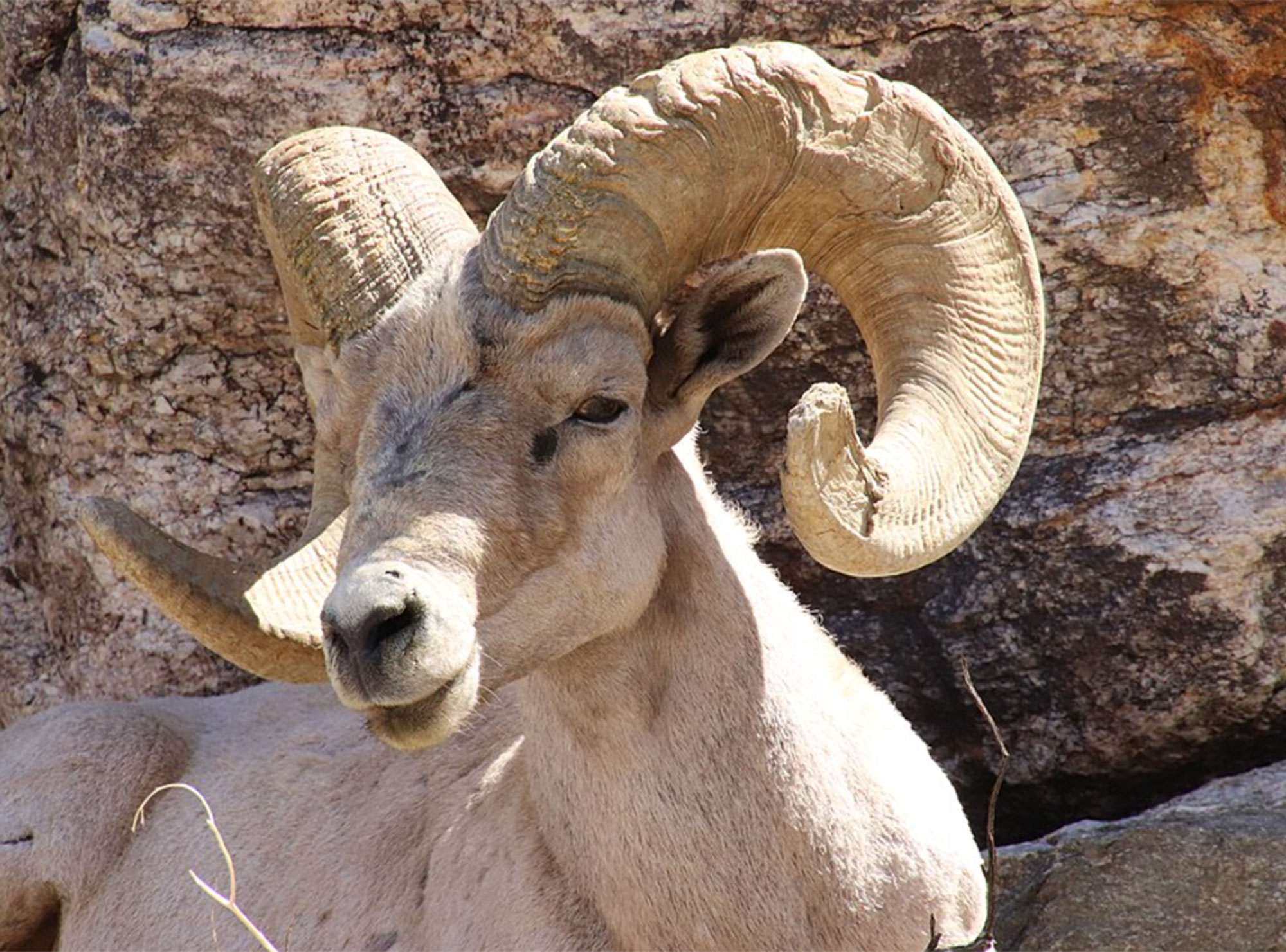 A bighorn sheep with large, curved horns rests against a rocky background. visit bishop