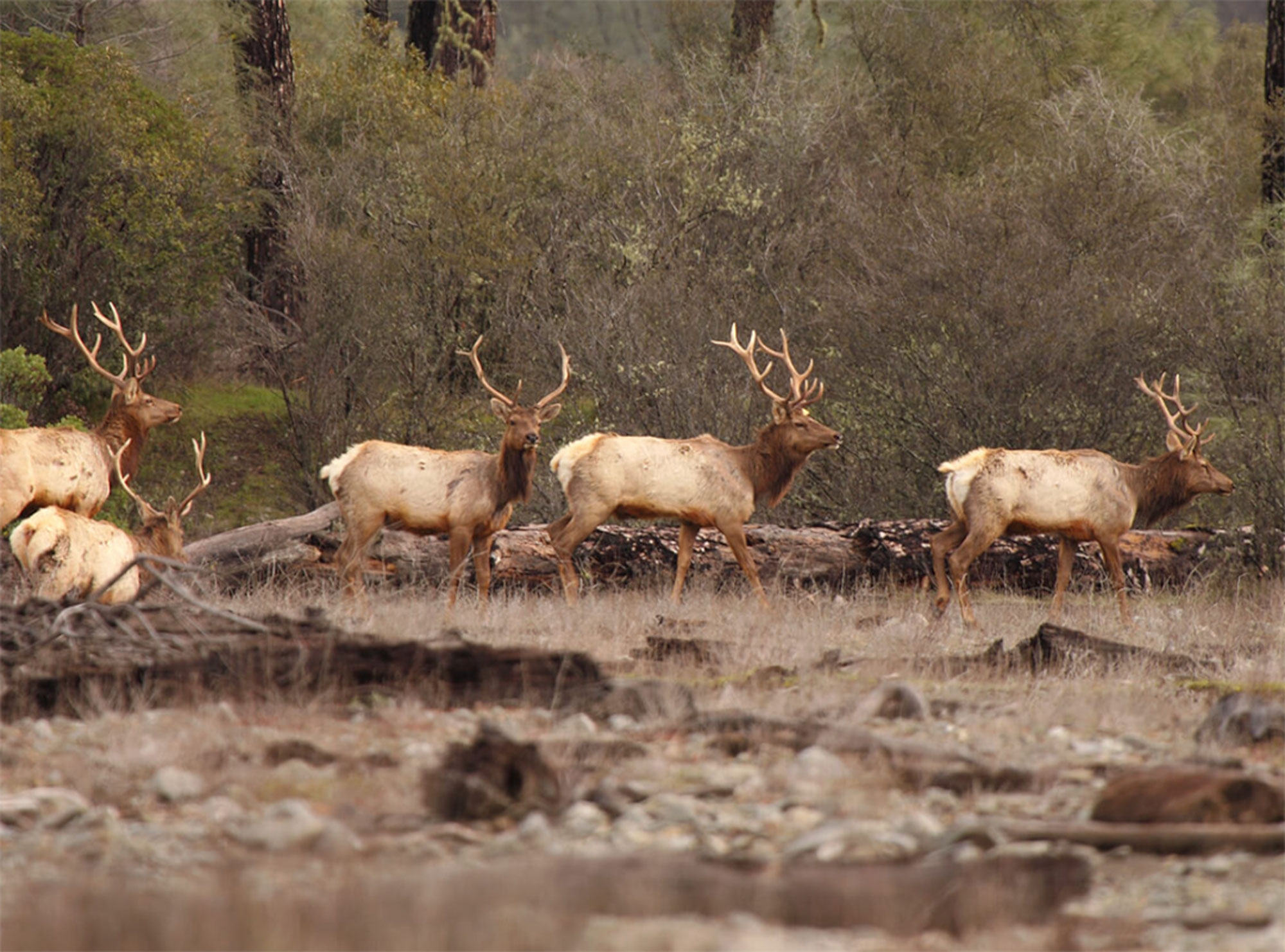 A group of five elk with antlers walking through a forested area during daytime. Trees and bushes in the background. visit bishop