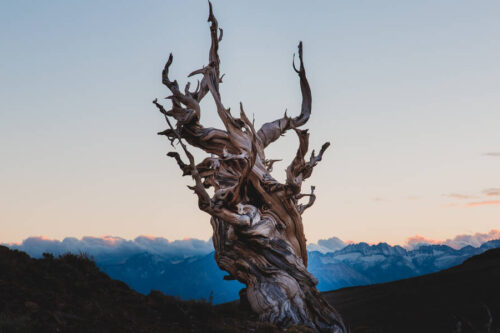 Ancient Bristlecone Pine Forest