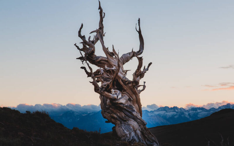 Ancient Bristlecone Pine Forest