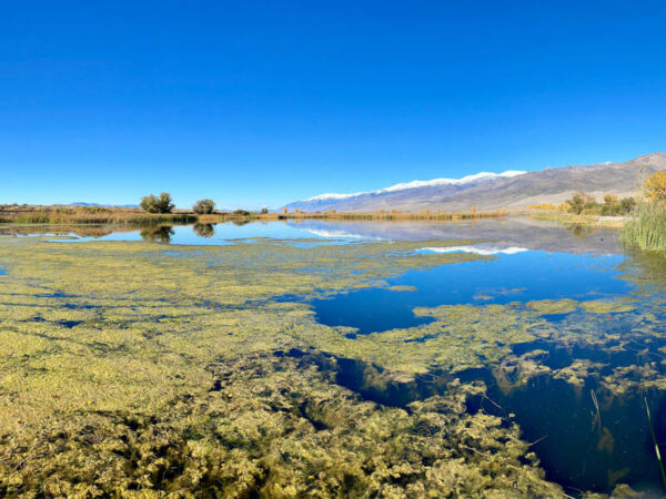 Owens Valley Warm Water Fisheries