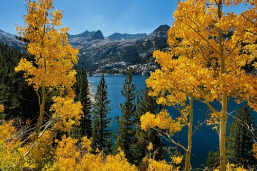 Golden autumn trees frame a serene lake with mountains in the background under a clear blue sky. visit bishop