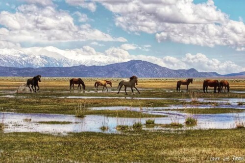 Wild horses grazing in a wetland meadow with snow-capped mountains and cloudy skies in the background. visit bishop