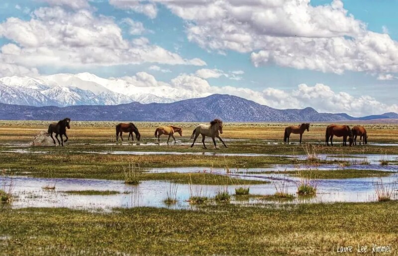 Wild horses grazing in a wetland meadow with snow-capped mountains and cloudy skies in the background. visit bishop