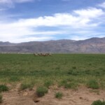 A group of tule elk stands gracefully in a vast green field, with mountains and a cloudy sky forming the breathtaking backdrop. visit bishop