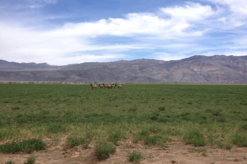 A group of tule elk stands gracefully in a vast green field, with mountains and a cloudy sky forming the breathtaking backdrop. visit bishop