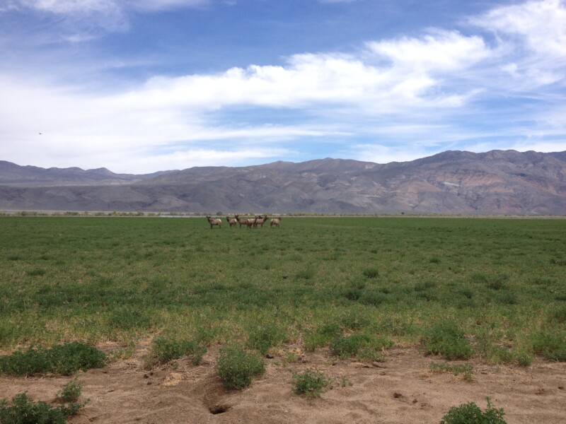 A group of tule elk stands gracefully in a vast green field, with mountains and a cloudy sky forming the breathtaking backdrop. visit bishop