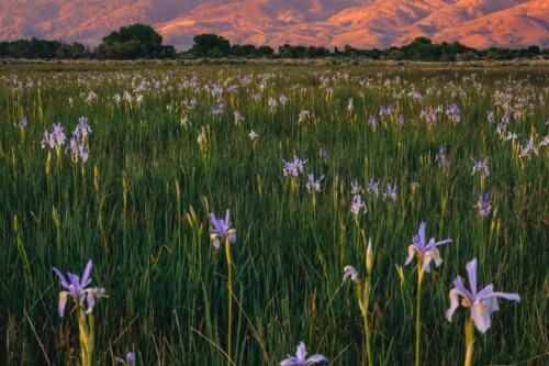 Field of purple wild iris bloom, snowcapped mountains in the background glow orange at sunset. Visit Bishop