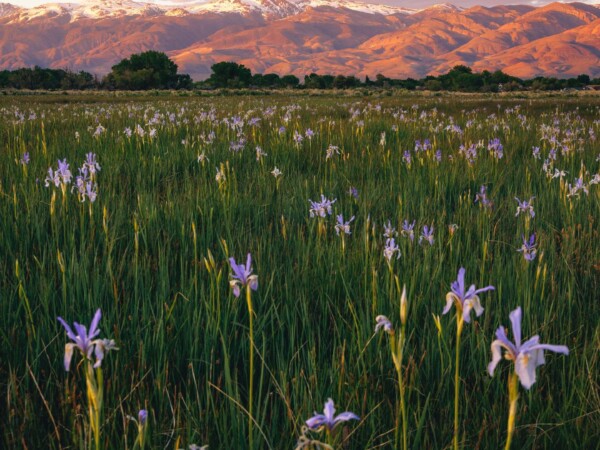Field of purple wild iris bloom, snowcapped mountains in the background glow orange at sunset. Visit Bishop