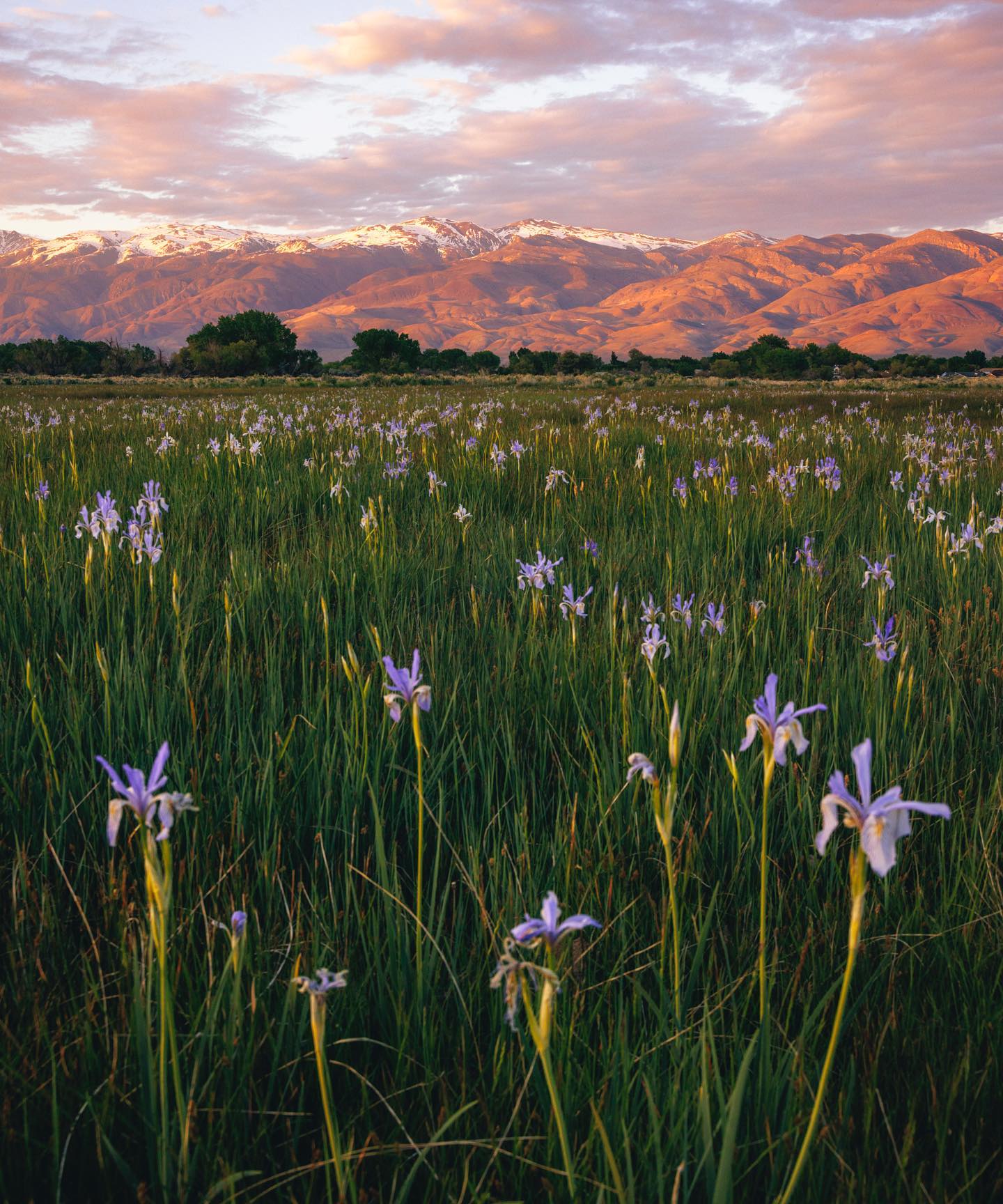 Field of purple wild iris bloom, snowcapped mountains in the background glow orange at sunset. Visit Bishop