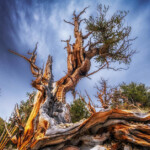 Gnarled, twisted, amber-colored trunk of Ancient Bristlecone against deep blue sky with wispy clouds