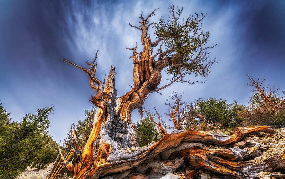 Gnarled, twisted, amber-colored trunk of Ancient Bristlecone against deep blue sky with wispy clouds