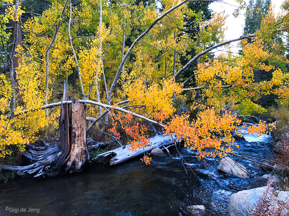 Bishop Creek with fall foliage near Parchers Resort