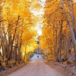 A dirt road winds through a vibrant autumn scene. Tall aspen trees with golden yellow leaves line both sides, basking in sunlight. In the distance, a person in a red shirt stands in the middle of the road with raised arms, enjoying the colorful fall foliage. In Bishop, California.