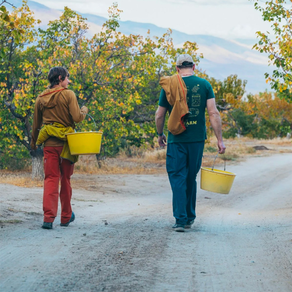 Fruit pickers walking on a path between fruit trees at Blue Heron Farm, Bishop, CA.