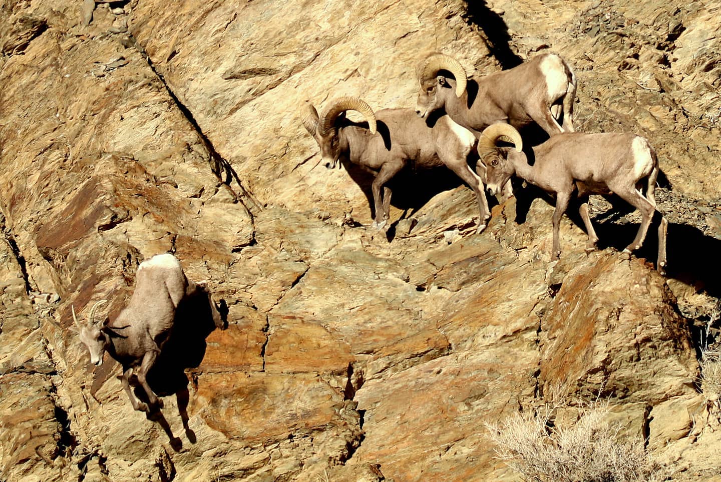 Bighorn sheep doing acrobats down a steep mountain