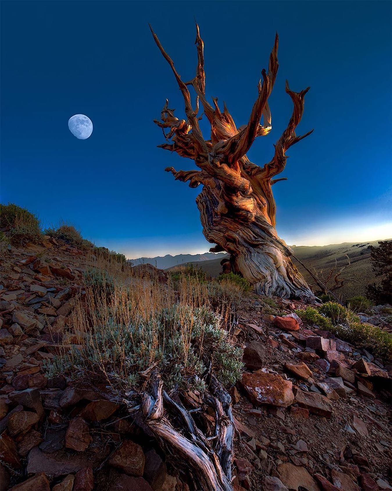 A gnarled ancient Bristlecone pine with twisted reddish bark rises dramatically against a deep blue twilight sky under a bright moon near Bishop, CA