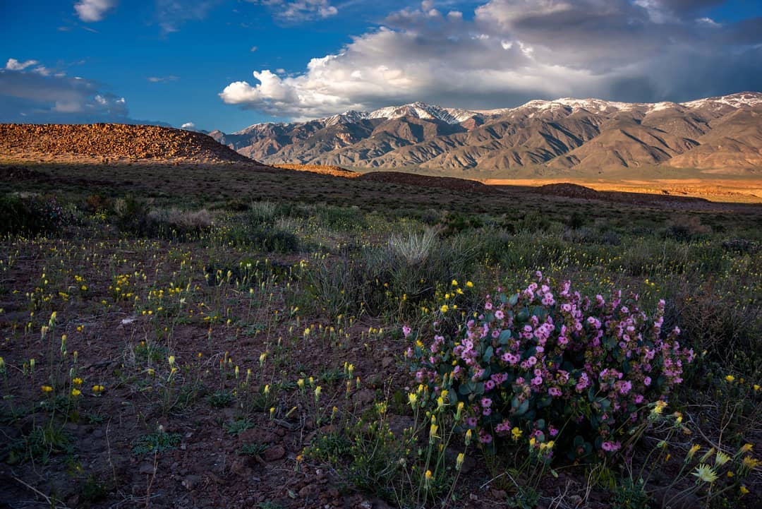 Pink and yellow wildflowers bloom across a desert floor at golden hour, with snow-capped mountains and dramatic storm clouds in the distance, Volcanic Tablelands, Bishop, CA